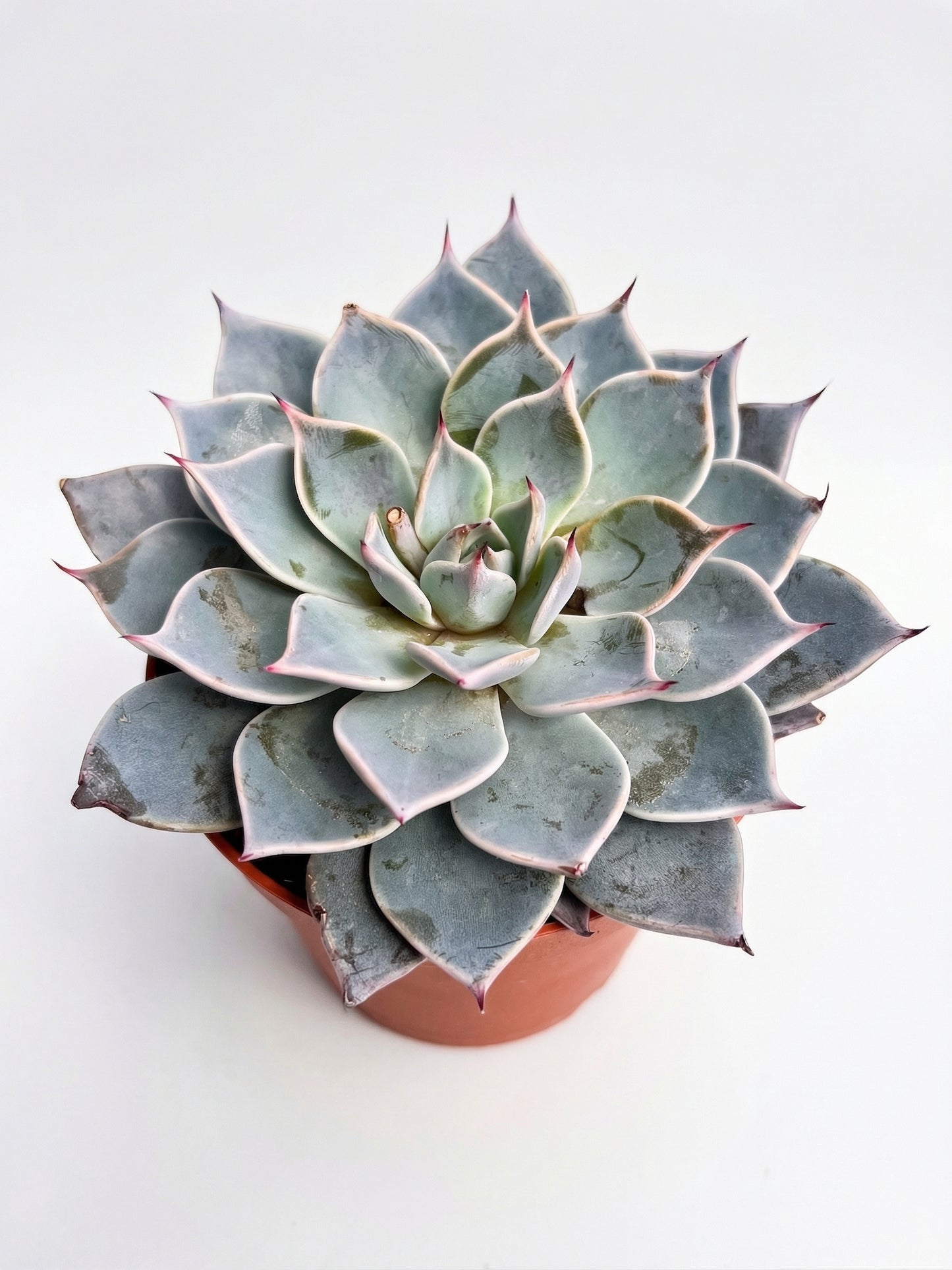 סוקולנט בהפתעה | בינוני-2-nan.png.png