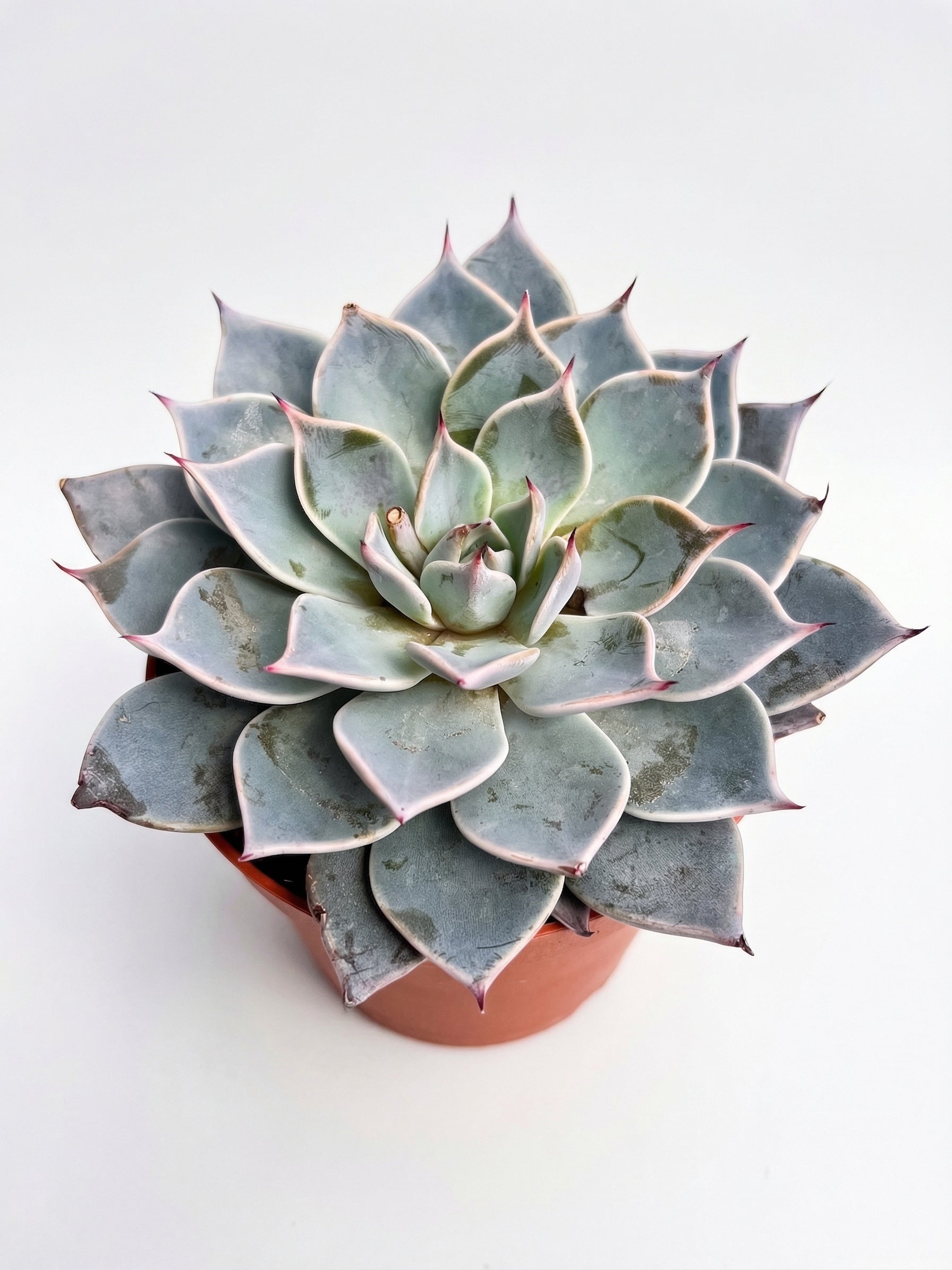 סוקולנט בהפתעה | בינוני-2-nan.png.png