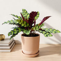 כד פסים שמנת קוטר 13 + תחתית