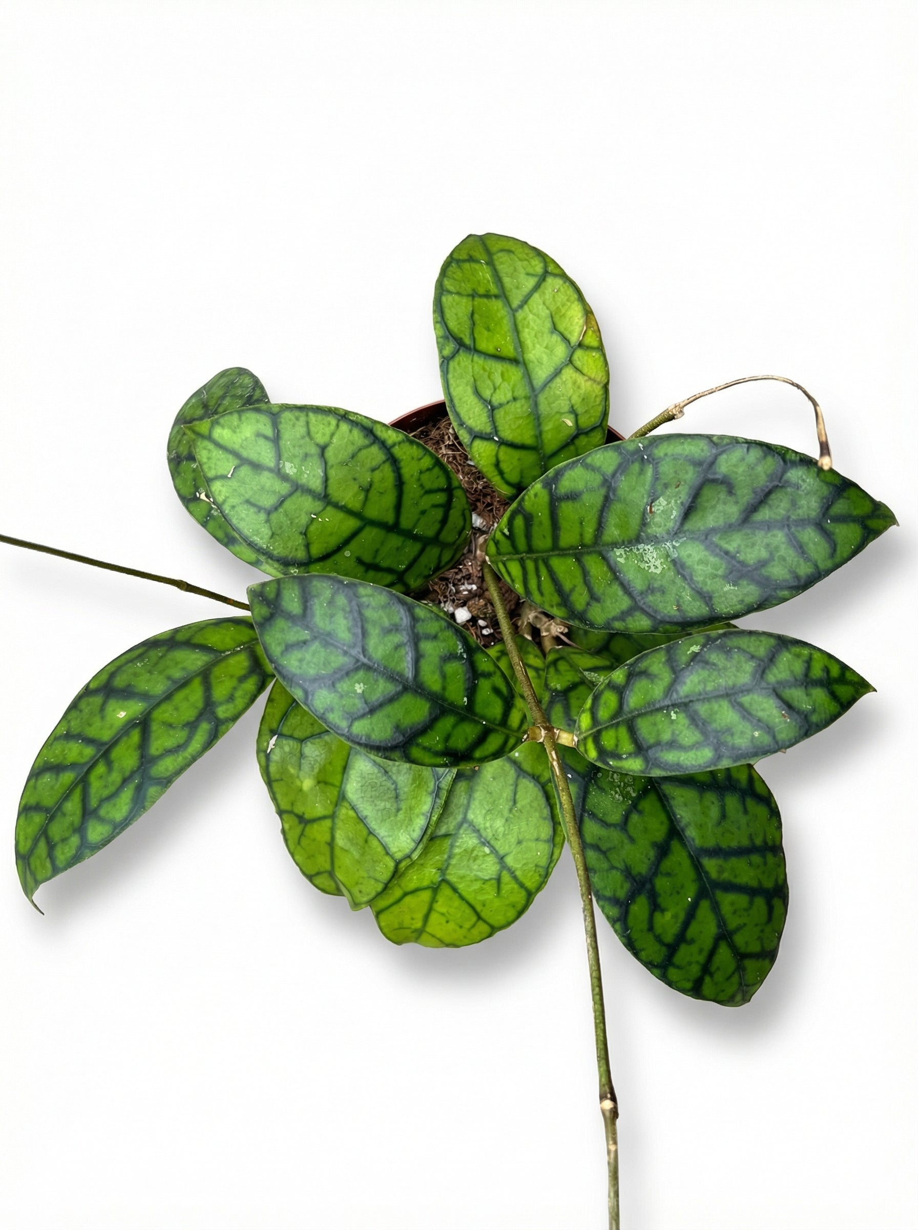 הויה ראנואנסיס | בינוני-2-nan.png.png