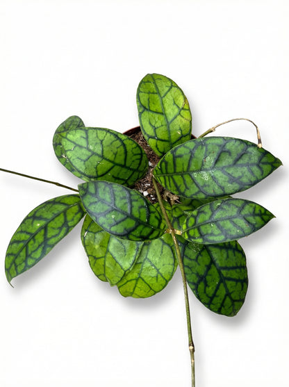 הויה ראנואנסיס | בינוני-2-nan.png.png