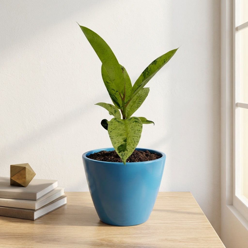 פיקוס מונשיין