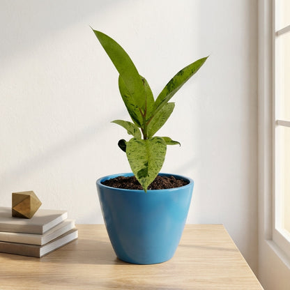 פיקוס מונשיין