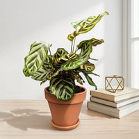 כד טרקוטה חום קוטר 15 + תחתית