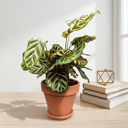 קלתאה מקויאנה עציץ 12