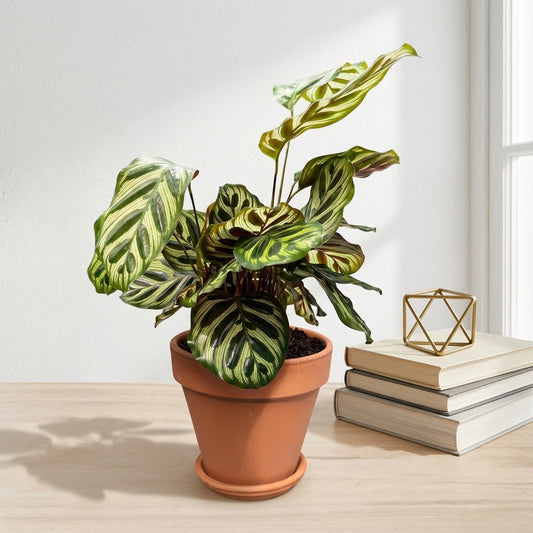 קלתאה מקויאנה עציץ 12