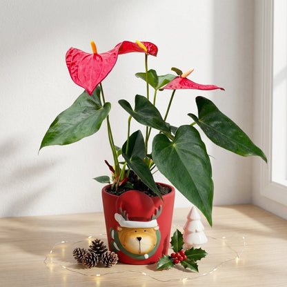 אנטוריום פורח קטן