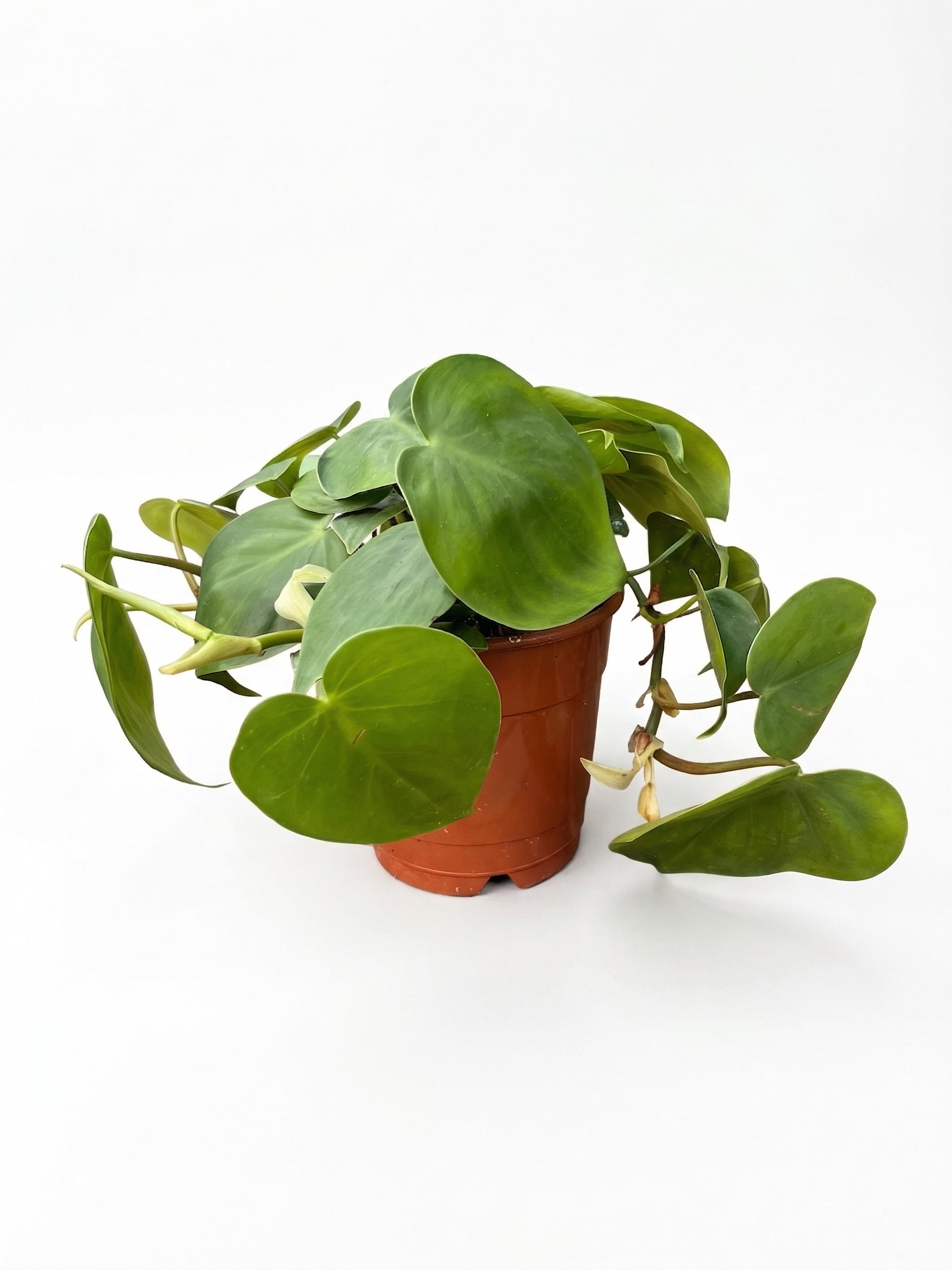 סקנדנס | בינוני-1-nan.png.png