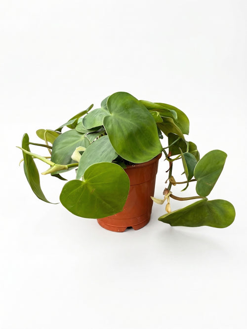 סקנדנס | בינוני-1-nan.png.png