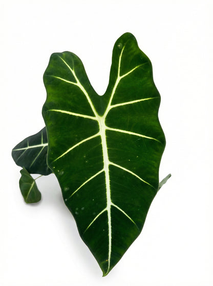 אלוק׳ פריידק | בינוני-3-nan.png.png