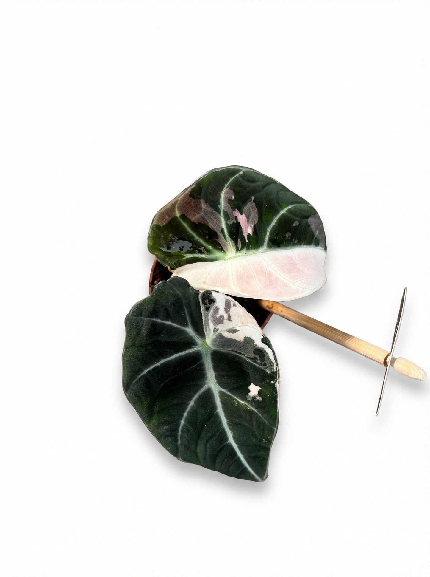 אלוקסיה בלאק וולווט פינק | בייבי-2-nan.png.png