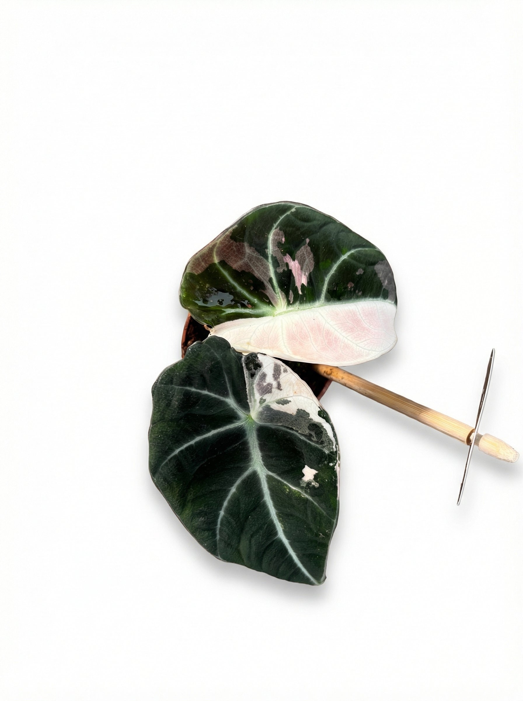 אלוקסיה בלאק וולווט פינק | בייבי-2-nan.png.png