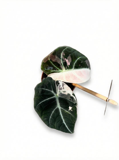 אלוקסיה בלאק וולווט פינק | בייבי-2-nan.png.png