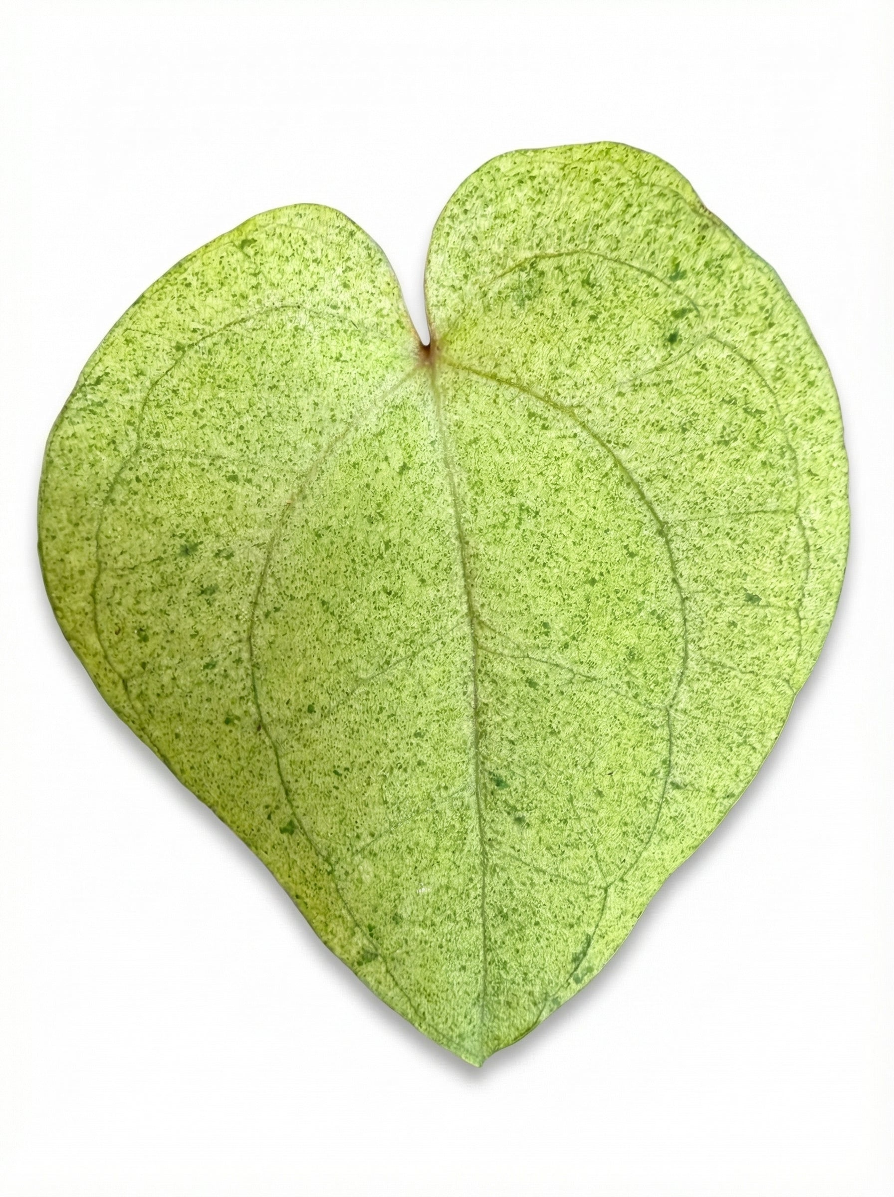 אנטוריום דארק פניקס | בייבי מבצע-2-nan.png.png