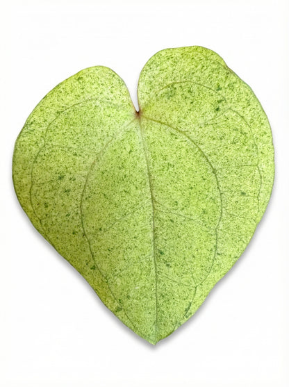 אנטוריום דארק פניקס | בייבי מבצע-2-nan.png.png