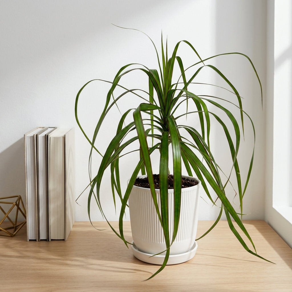 דרצנה מרגינטה