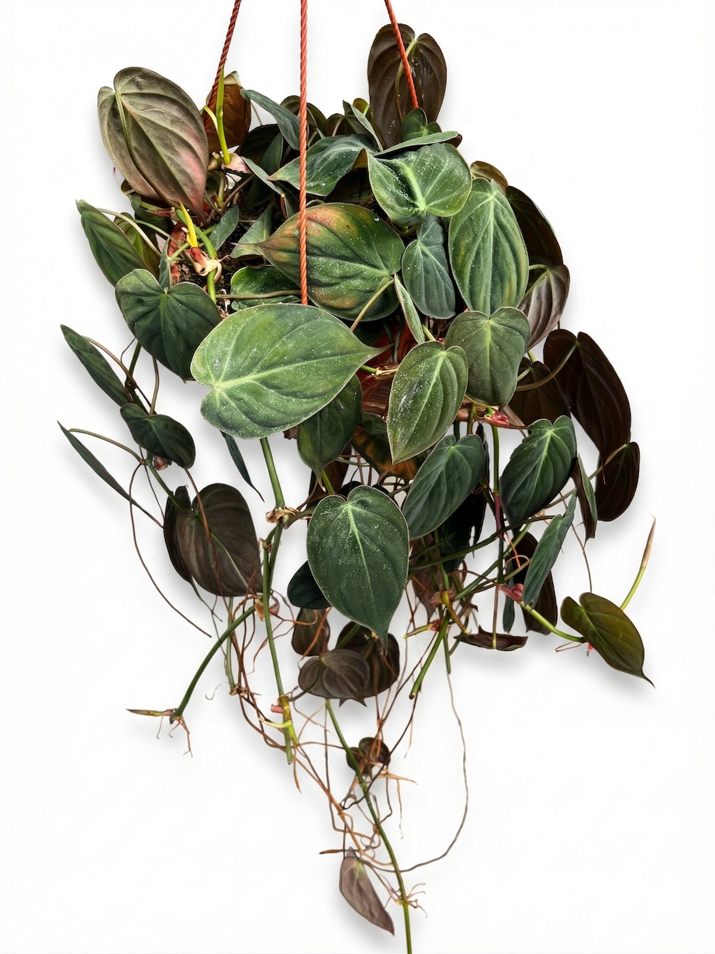 פילדנדרון מיקנס | בינוני-1-nan.png.png