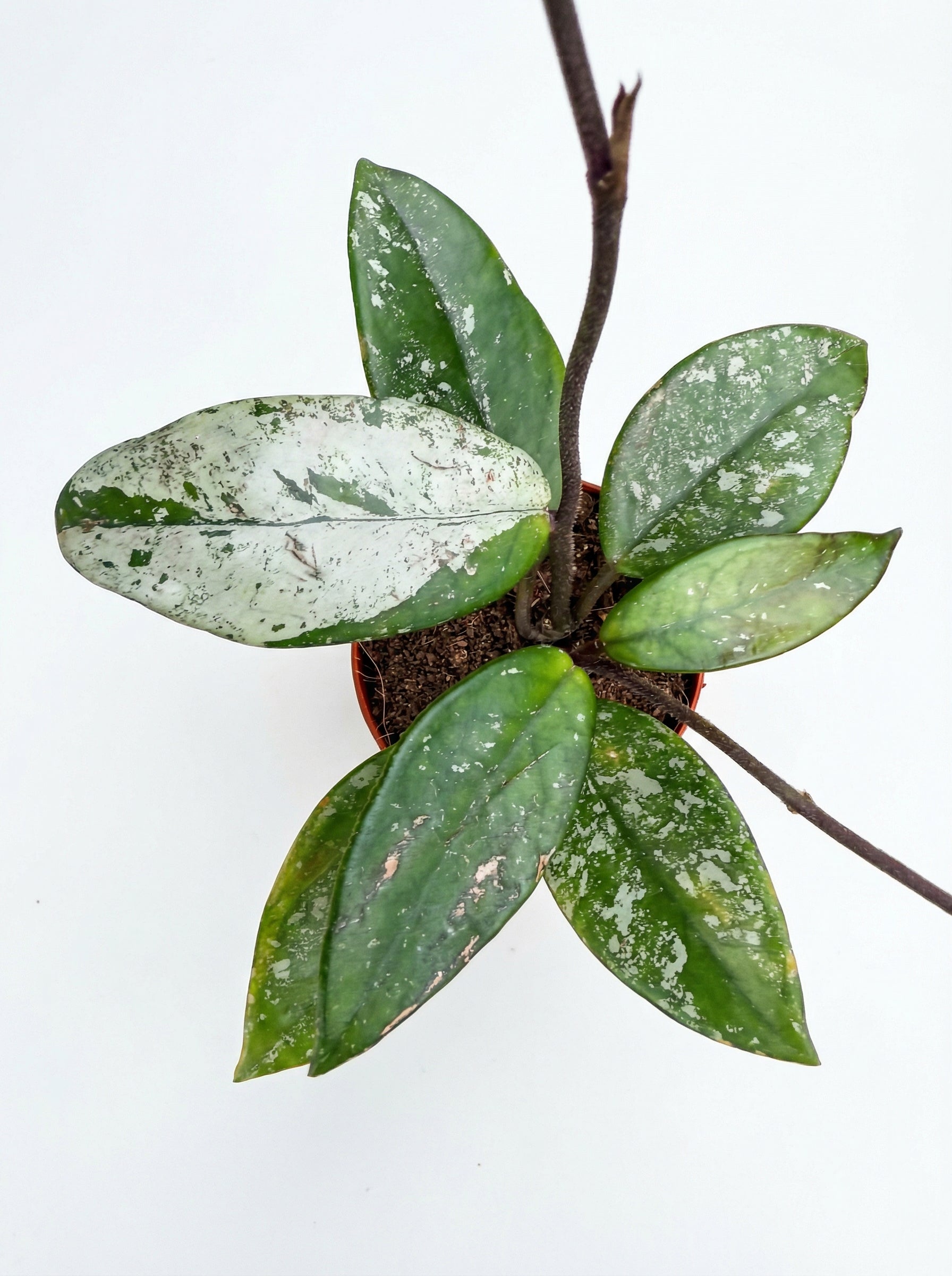 הויה קר׳ סטאר דאסט | בייבי מבצע-2-nan.png.png