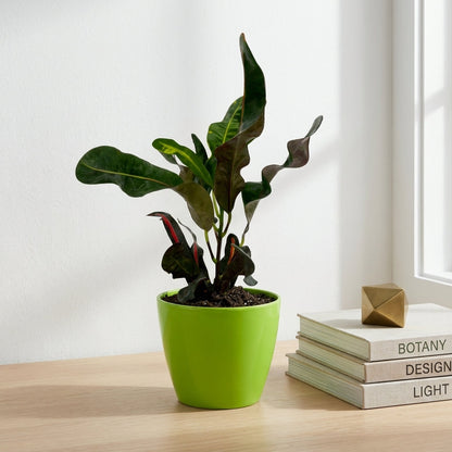 קרוטון מסולסל