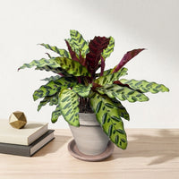 כד טרקוטה בהיר קוטר 16 + תחתית