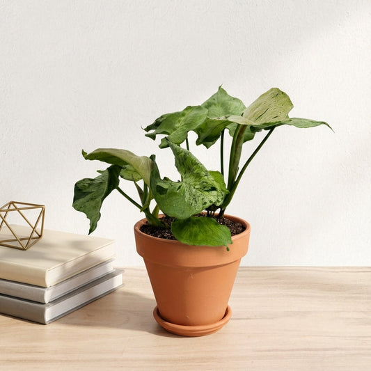 סינגוניום גריי גוסט