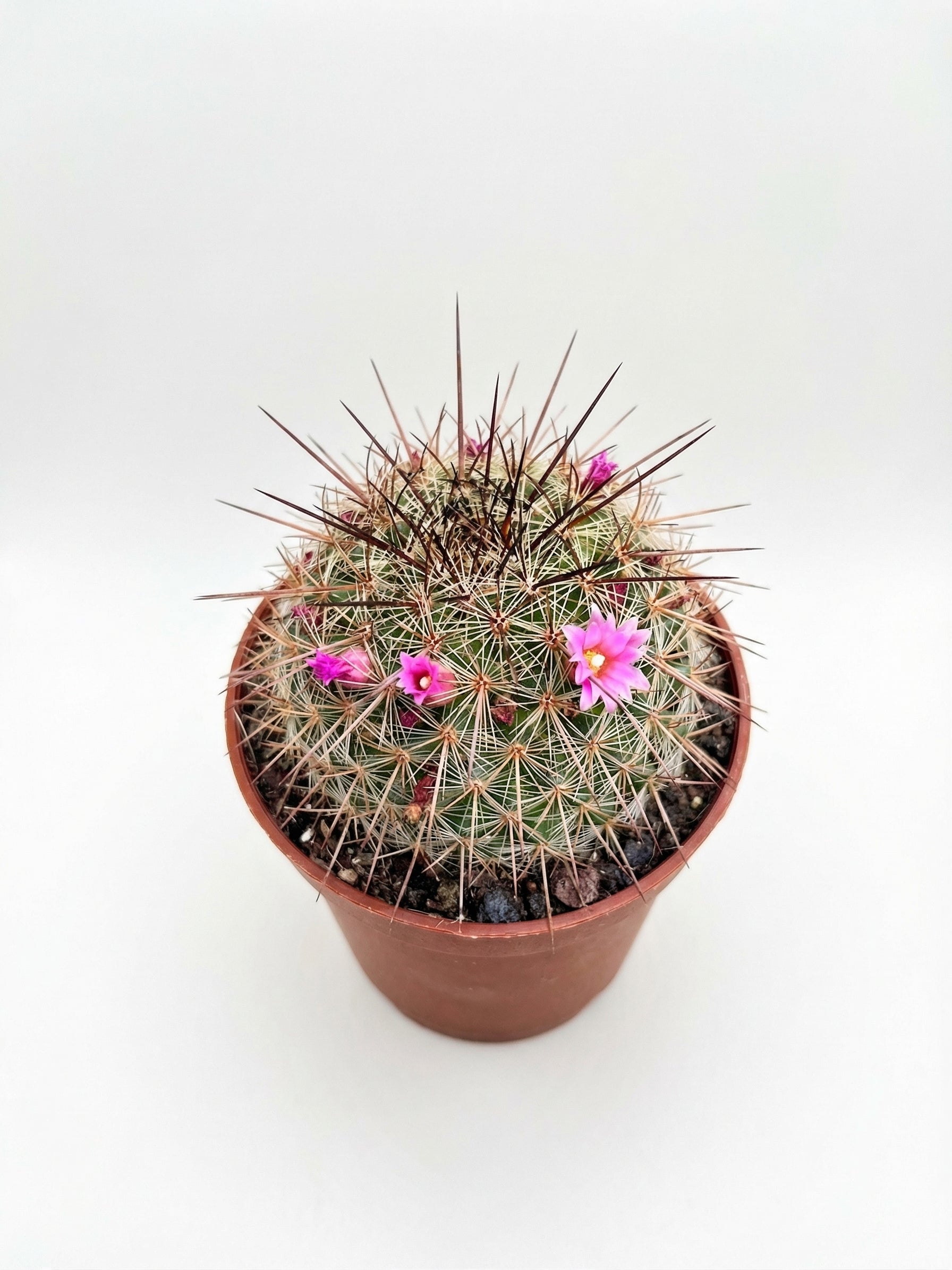 קקטוס בהפתעה | בייבי-2-nan.png.png