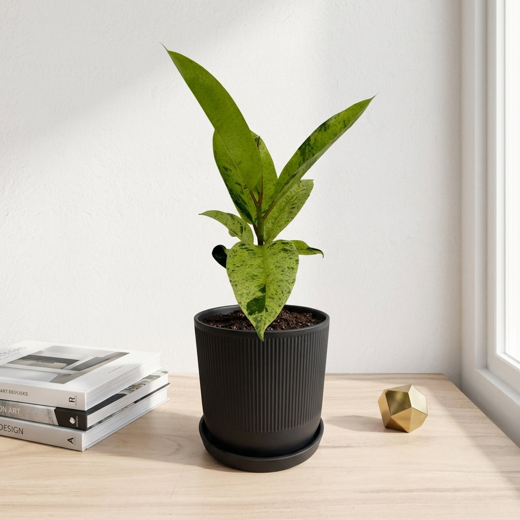 פיקוס מונשיין