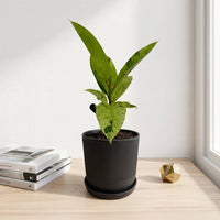 כד פסים שחור קוטר 13 + תחתית