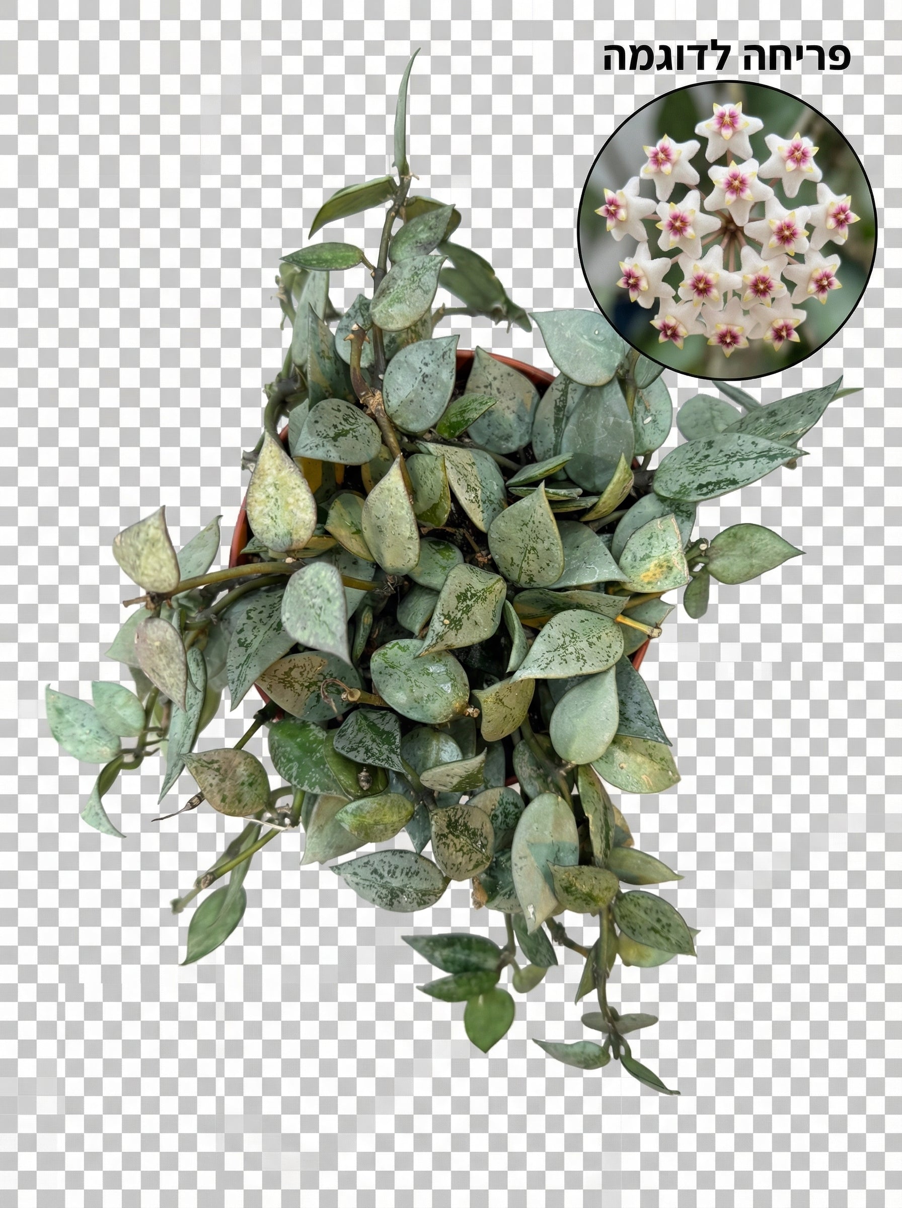 הויה אסקימו סילבר | בינוני-1-nan.png.png