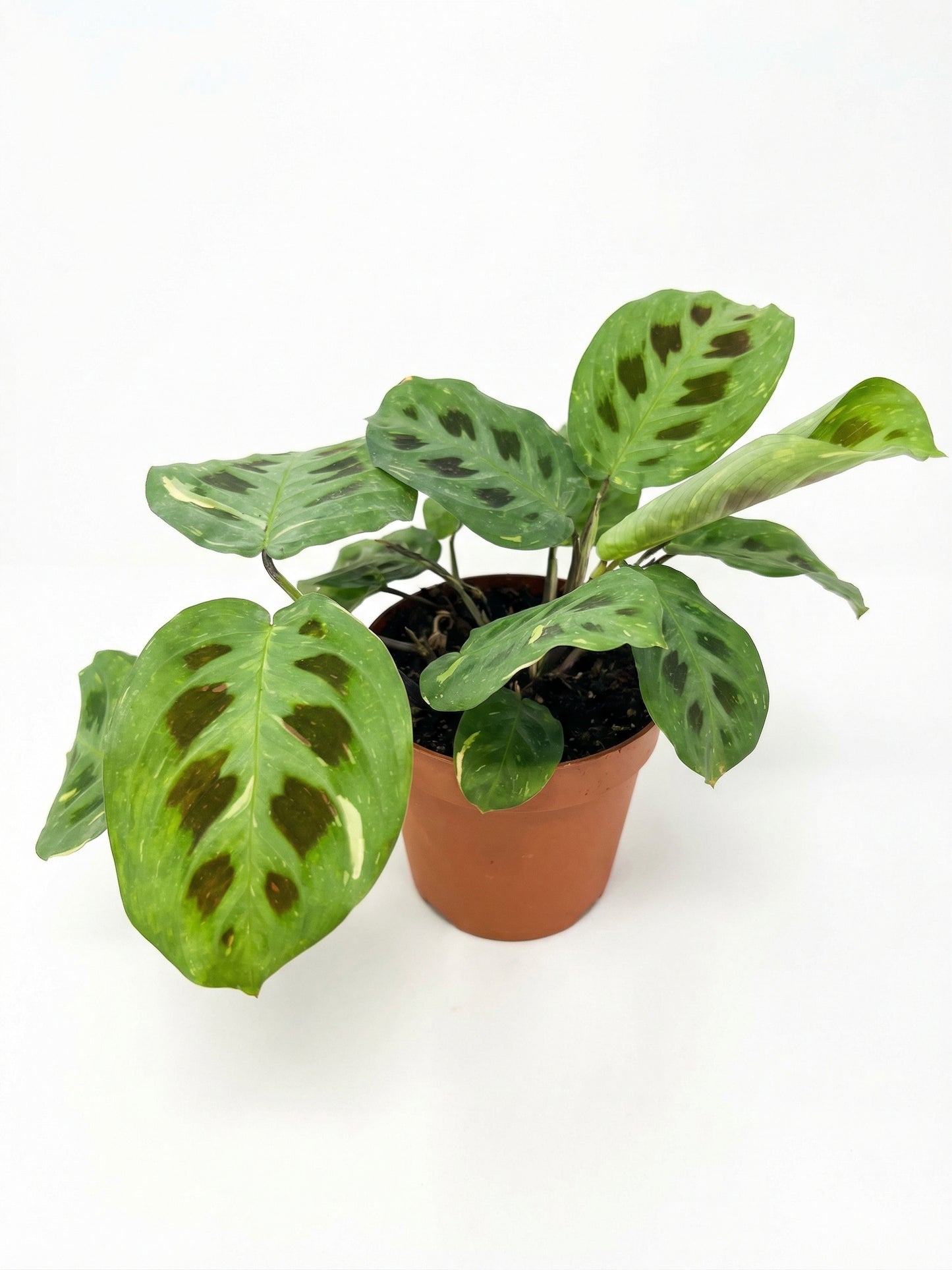 מונטה ירוקה מגוונת | בינוני-3-nan.png.png