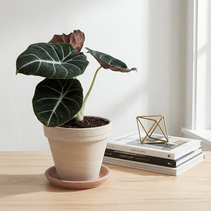 אלוקסיה בלק וולוט קוטר 12