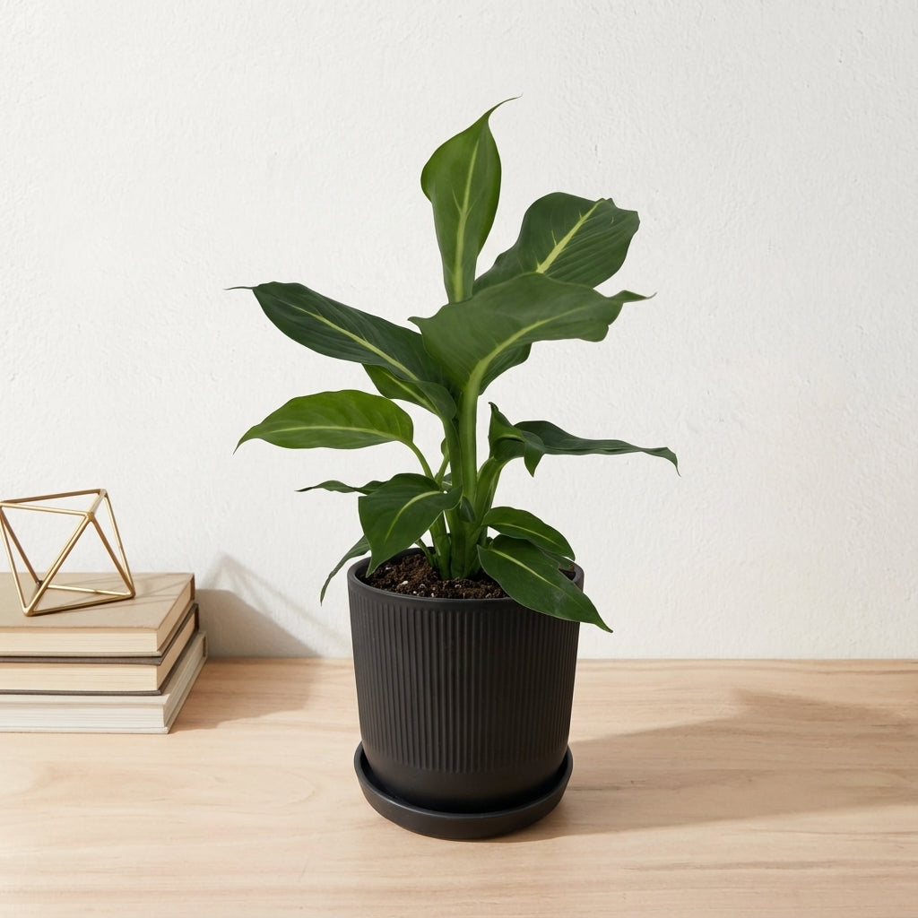 דיפנבכיה קונפקטה