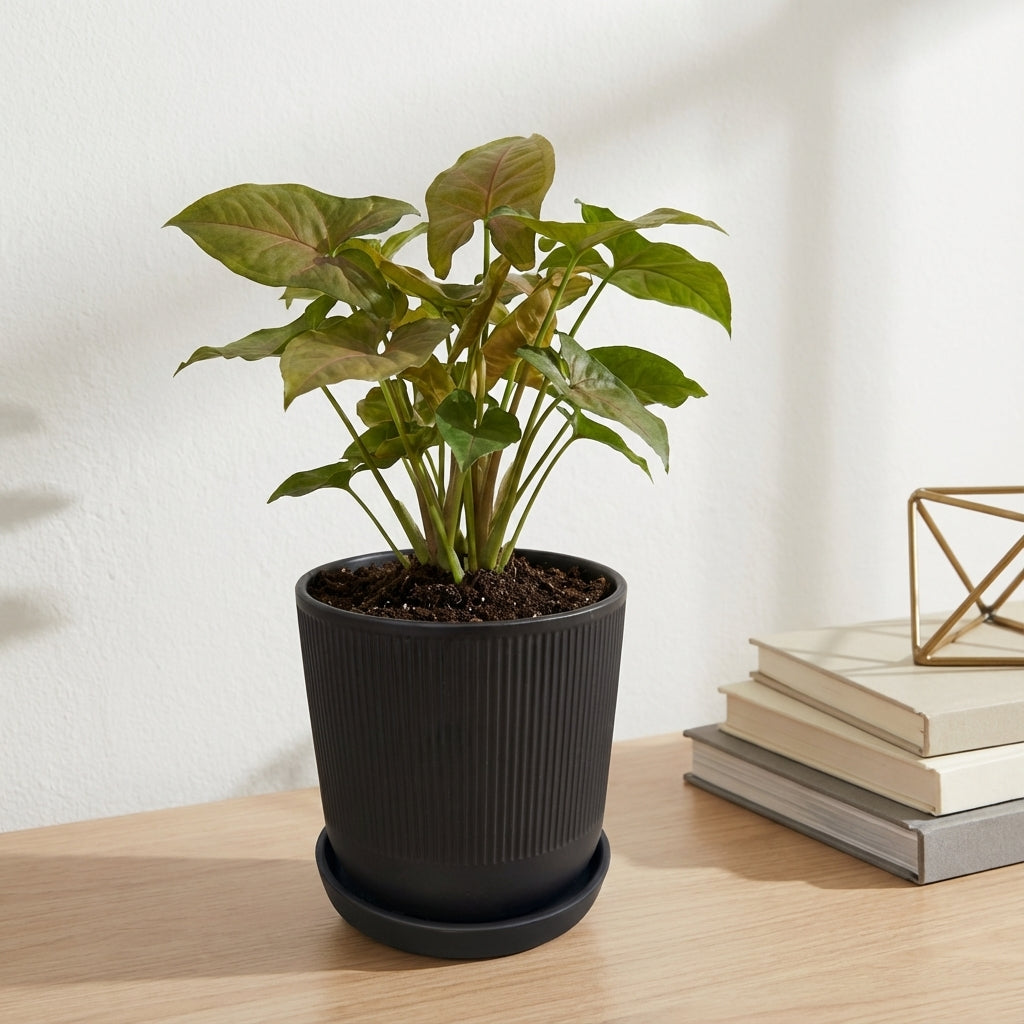 סינגוניום קרם אלוז'ן