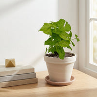 כד טרקוטה בהיר קוטר 16 + תחתית