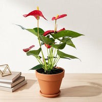 כד טרקוטה חום קוטר 15 + תחתית