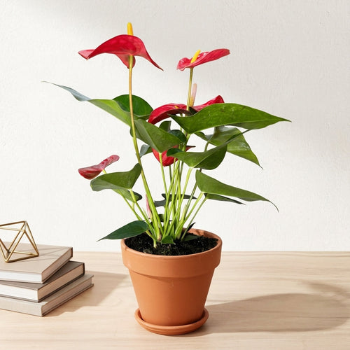 אנטוריום פורח עציץ 12