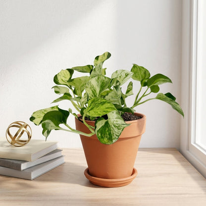 פוטוס מנגולה עציץ קוטר 12 ס״מ