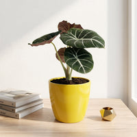 כד קרמיקה חלק צהוב קוטר 13