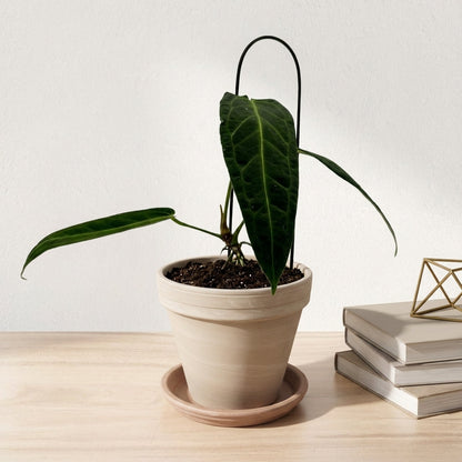 אנטוריום וורקואנום