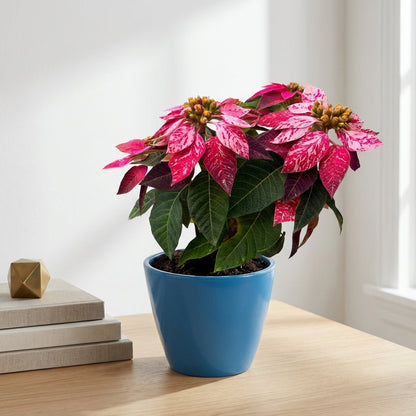 חלבלוב ורוד מגוון