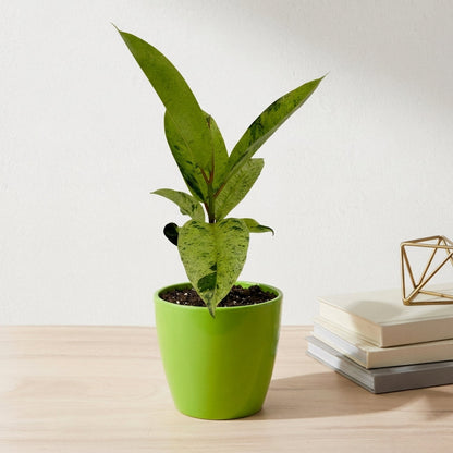 פיקוס מונשיין