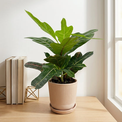 קרוטון אקסלנט