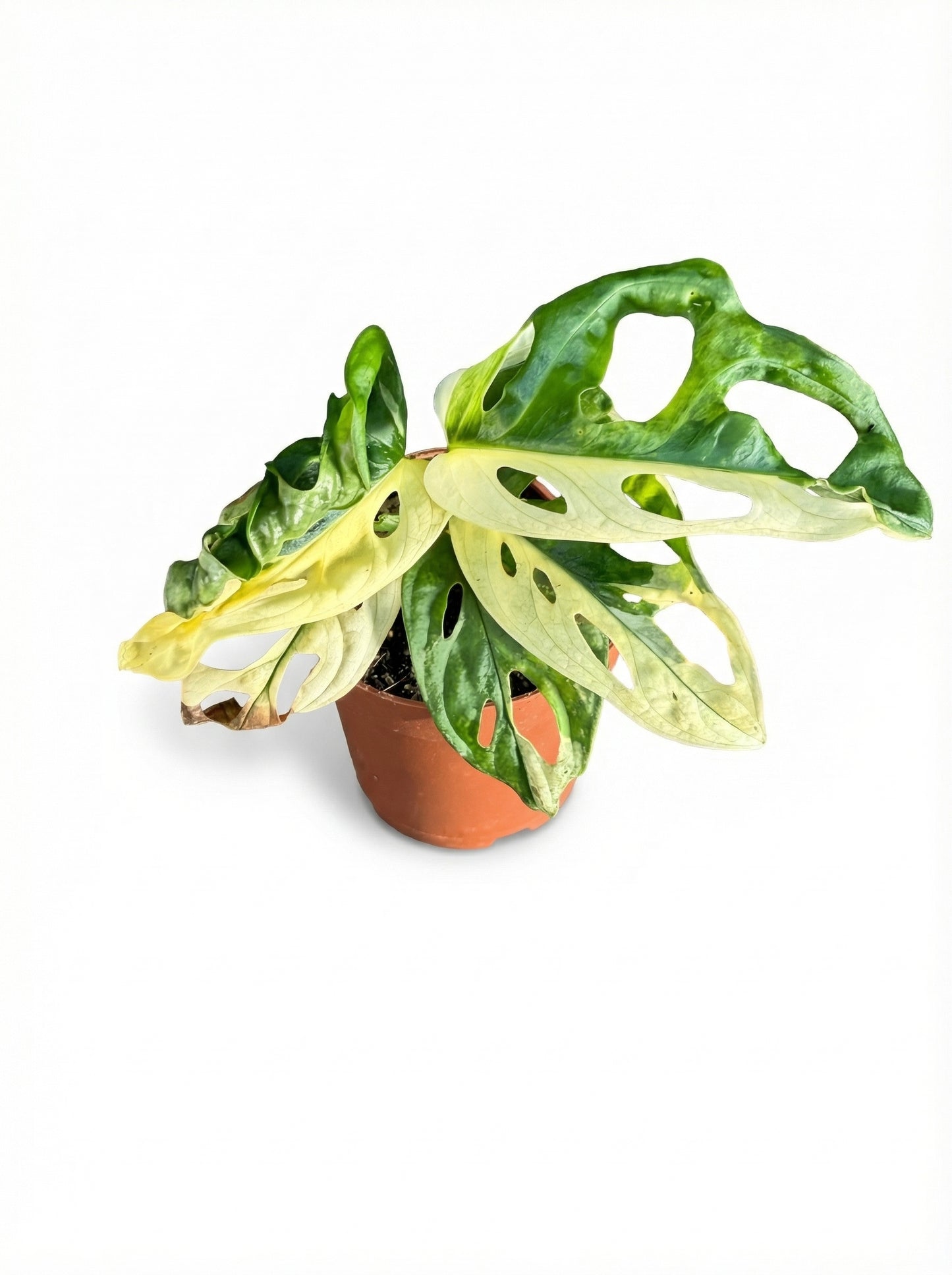 מונסטרה אדסוניי מגוונת | בייבי-2-nan.png.png