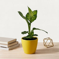 כד קרמיקה חלק צהוב קוטר 13