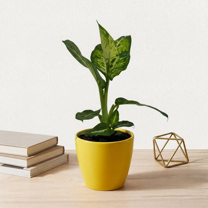 דיפנבכיה קומפקטה