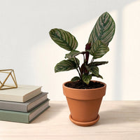 כד טרקוטה חום קוטר 15 + תחתית