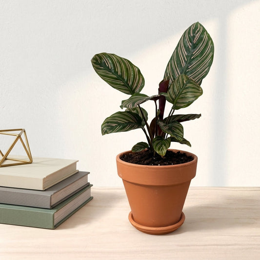 קלתאה אורנטה קוטר 12