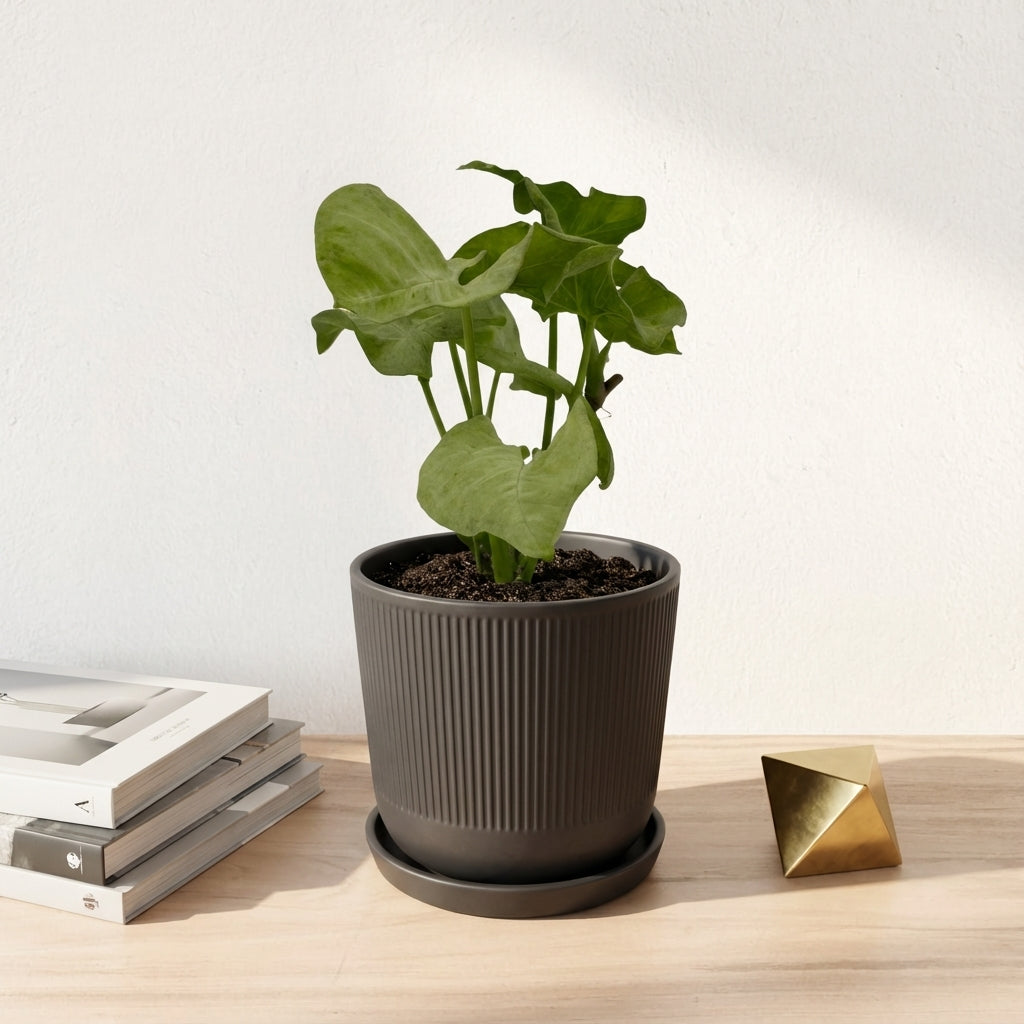 סינגוניום מילק קונפטי