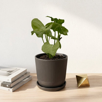 סינגוניום מילק קונפטי