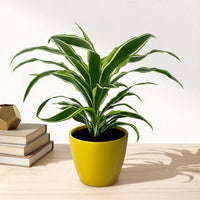 כד קרמיקה חלק צהוב קוטר 13